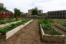 Detroit: ponto morto. Fazendas urbanas<br />Foto Michael Rozenbojm  [divulgação]