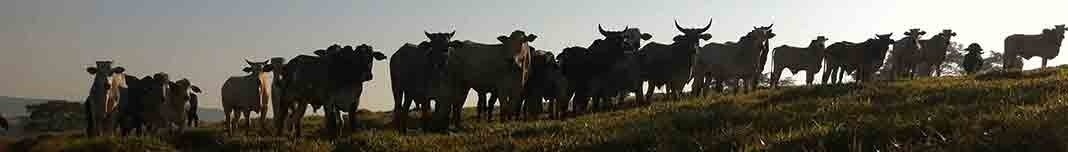 Fazenda em São Sebastião do Paraíso. Foto Abilio Guerra