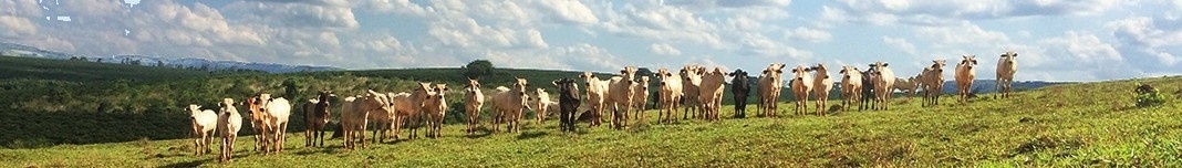 Bois na pastagem, fazenda em São Sebastião do Paraíso. Foto Abilio Guerra