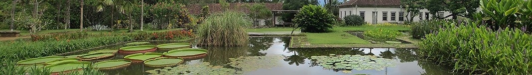 Fazenda Vargem Grande, paisagismo de Roberto Burle Marx, José Tabacow e Haruyoshi Ono. Foto Victor Hugo Mori