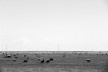 Observatório do Campo e das Estrelas, Ceibas, Entre Rios, Argentina, arquitetos Cássio Sauer e Elisa T Martins<br />Foto divulgação  [Sauermartins]