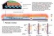 Esquema do telhado vede e captação de águas pluviais<br />Imagem dos autores do projeto 