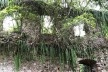 Ruínas do Engenho da Lagoinha, vista interna do conjunto de vãos de janela, Ubatuba SP<br />Foto Thamara Gasch 