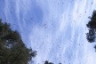 Confete de borboletas no céu<br />Foto Sandra Barone 