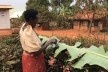 Cenas do vilarejo de Kikajjo, Kampala, Uganda<br />Foto Mariana Montag 
