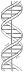 Desenho da estrutura molecular do DNA, publicado na revista Nature, em 1953, reproduzido em tamanho natural a partir de fac-símile publicado na revista Pesquisa Fapesp, em 2003