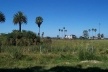 Foto 3: Vista em direção à casa-grande desde a igreja. Pode-se ver à esquerda o coreto escondido pela mata, os vagões ferroviários e as fachadas da casa do Visconde antes de ruírem