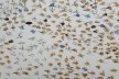 Here Art Grows on Trees, de Simryn Gill, Pavilhão da Austrália, Giardini<br />Foto Helena Guerra 