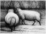 Henry Moore. Sheep, 1972 [The Henry Moore Foundation]