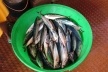 Bacia com pescado fresco<br />Foto Paula Janovitch 