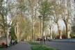 Passeio com plátanos, Piacenza<br />Foto Montaner e Muxí 