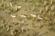 Sapa, vale Muong Hoa: patos e arrozal<br />Foto Lucia Maria Borges de Oliveira 