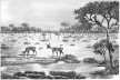 Paratudal na Região de Aquidauana, Pantanal<br />Desenho Orlando Graeff 