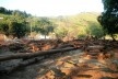 Troncos de árvores arrastados pela lama<br />Foto Camilla Magalhães Carneiro 