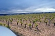 Plantação Torremilanos<br />Foto Breno Raigorodsky 