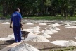 Fig. 8: Trabalhos de manutenção do Jardim Botânico<br />Foto Ana Rosa de Oliveira 