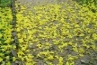 Fig. 9: Floração Tabebuia sp<br />Foto Ana Rosa de Oliveira 