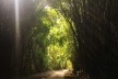 Caminho sombreado a ser seguido antes do percurso histórico <br />Foto Dayane Caputo Camacho Lopes, 2019 