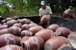 Cascavel, Ceará. Arrumando o forno para a queima de potes de barro<br />Foto José Albano 