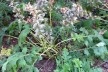 Acanto em flor nas colinas romanas<br />Foto Christiane Lisboa 