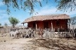 Quixadá, Ceará. Casa de pau-a-pique<br />Foto José Albano 
