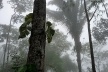 Serra da Ibiapaba, Ceará. Bruma matinal<br />Foto José Albano 