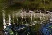 Reflexos de pontilhão metálico no curso do rio Santa Bárbara<br />Foto/Photo Fabio Lima 