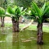 Jardim Botânico do Rio e Janeiro [Foto Eduardo Barra]