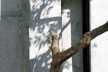 Detalhe da fachada sul<br />Foto Léo Azevedo 