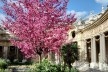 Jardim interno do Petit Palais, fevereiro 2014<br />Foto Silvia Palazzi Zakia 