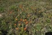 Epidendrum fulgens<br />Foto José Tabacow 