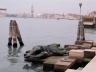 Veneza, um anjo caído próximo ao Giardini Pubblici<br />Foto Sergio Jatobá 