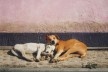 Francis Alÿs. Dormientes, 1999- <br />Francis Alÿs © Francis Alÿs 