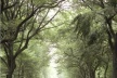 Na imagem, percebe-se um fluxo significativo de pessoas.A perspectiva visual utilizada pelo filme para dar maior foco à vegetação em relação ao corpo quase despercebido de uma mulher, inverte a lógica do pensamento,em que o homem é quem domina a natureza [divulgação do filme]