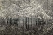 Hiléia, exposição de fotografias na Galeria Rabieh<br />Foto Antonio Saggese 