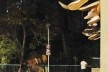 Skatista na Praça Roosevelt<br />Foto Felipe SS Rodrigues 