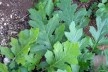 As folhas verdes brilhantes, simetricamente lobadas (de margens profundamente recortadas) têm pares de espaços vazios que são característica marcante nas formas esculturais que adornam o topo das colunas<br />Foto Christiane Lisboa 