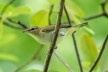 Juruviara (<i>Vireo olivaceus</i>), migratory bird<br />Foto/photo Rhododendrites  [Creative Commons]