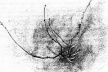 "Desenho de galho", John Ruskin.  [Ruskin´s Drawings, Asmolean Museum Oxford, 1997, p. 39]