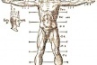 Cânone de proporções de Vitruvius, Andrea Palladio, 1567