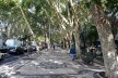 Avenida Liberdade, um dos grandes canteiros laterais, Lisboa<br />Foto Juliano Carlos Cecílio Batista Oliveira 