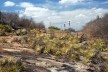 Foto 12 - Nas bordas do Lajedo, o verde das macambiras contrasta com a galharia ressequida do cariri paraibano