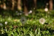 Vegetação de Derrubadas<br />Foto Juliana Falchetti 