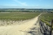 Plantação da Abadia Retuerta<br />Foto Breno Raigorodsky 
