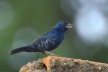 Tiziu (<i>Volatinia jacarina</i>), migratory bird<br />Foto/photo Dario Sanches  [Creative Commons]