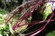 Arbusto morto pintado de magenta<br />Foto Carlos M. Teixeira 