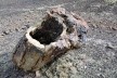 Tronco petrificado. Bosque Petrificado, Sarmiento, Estado de Chubut, Argentina<br />Foto Diana Souza 