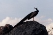 Sertão central, Ceará. Pavão<br />Foto José Albano 