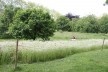 Jardins de papoulas no James’s Park<br />Foto Vanessa Goulart Dorneles 