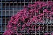 Ipê  bloco residencial sul, 2004<br />Foto Salomon Cytrynowicz 